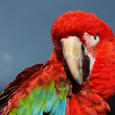 Woodside wildlife park