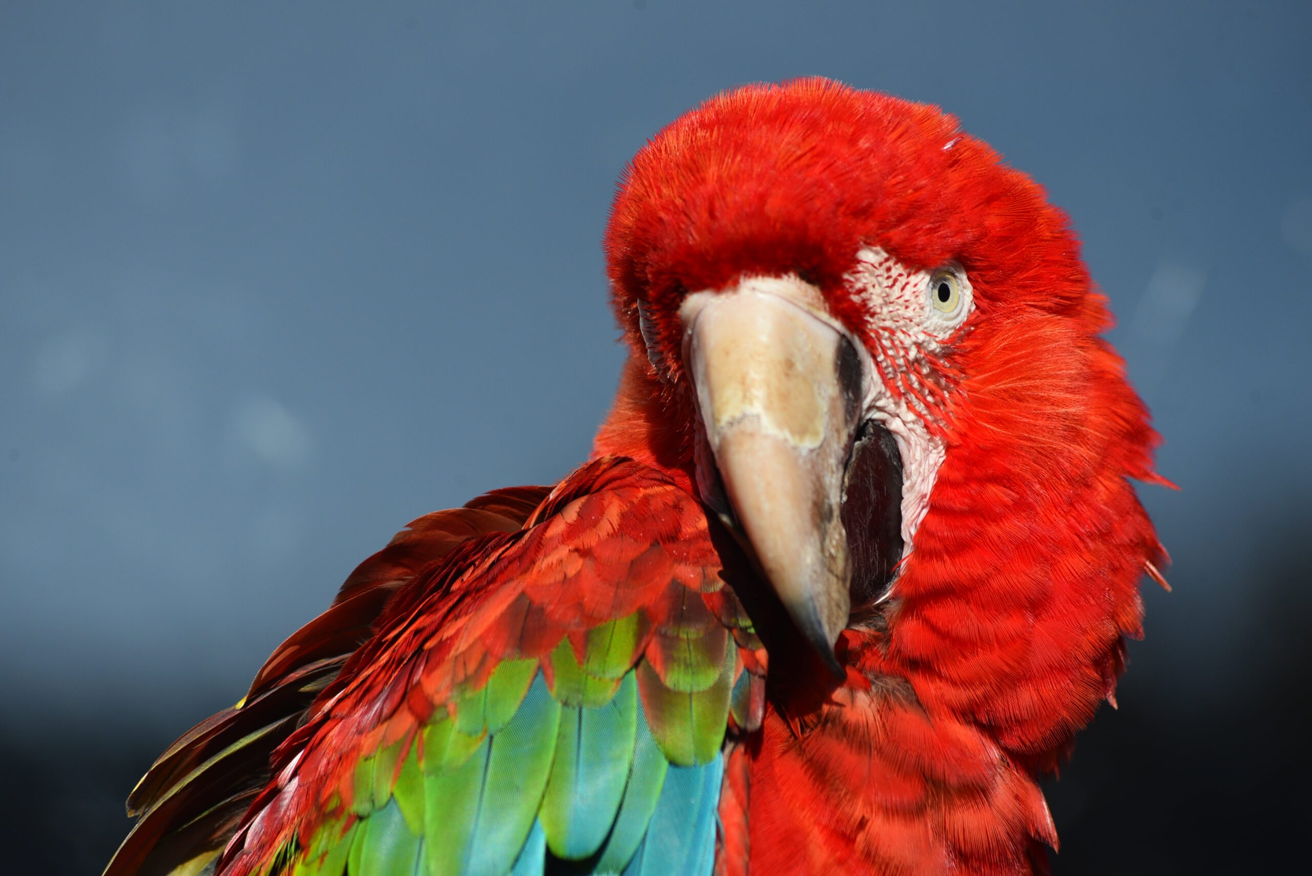 Woodside wildlife park