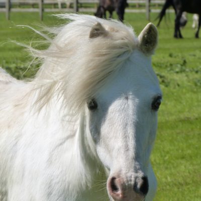 Largo - Bransby Horses