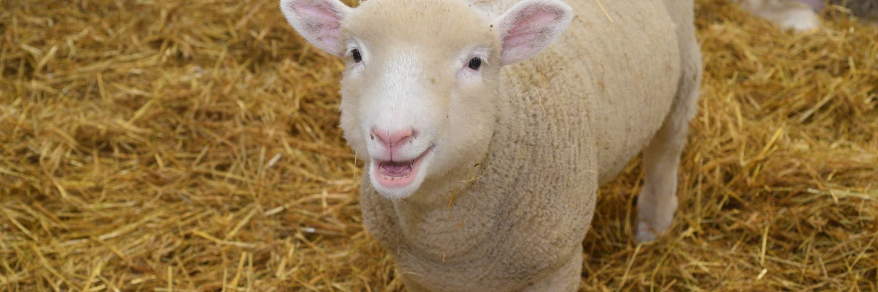 Sheep at Rand Farm Park
