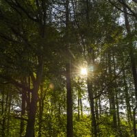 Green spaces