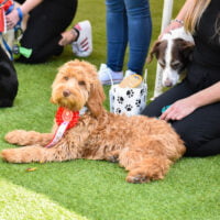 a dog wearing a rosette