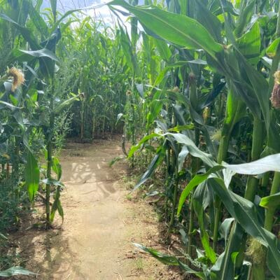 Uncle Henry's Maize Maze