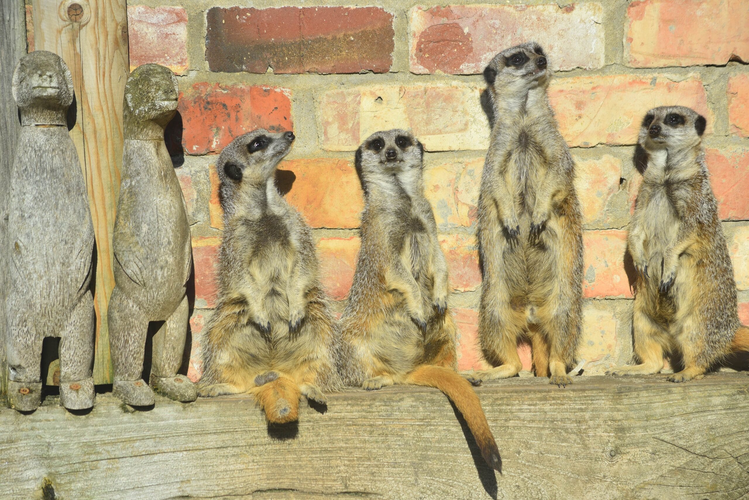 Meerkats stood on a log in their enclosure at Lincoln Zoo.